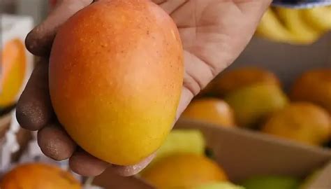 The Alluring Alphonso Mango: A Tropical Delight — citiMuzik