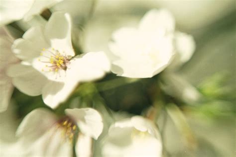 Cherry blossoms Washington, DC | mr. dc | Flickr
