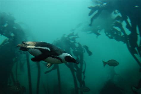 Two Oceans Aquarium, Cape Town | The Two Oceans Aquarium is … | Flickr