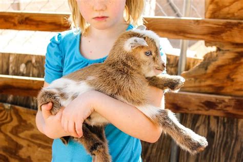 How To Take Care Of Baby Goats : How to take care of goats. - Lmpgfjalnk