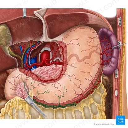 Gastroduodenal artery: Anatomy, branches, supply | Kenhub