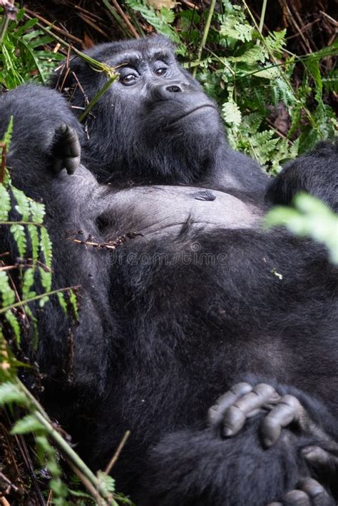 The Mountain Gorilla Gorilla Beringei Beringei Stock Image - Image of ...