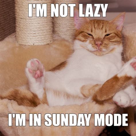 FUNNY SUNDAY CAT MEME | Sunday humor, Funny sunday memes, Cat memes