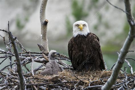 Bald Eagle Nesting - Stock Image - C037/3257 - Science Photo Library