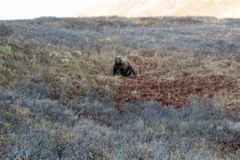 Photos | Kodiak Bear Hunting Guide