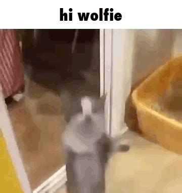 Hi Cat GIF - Hi Cat Hi wolf - Discover & Share GIFs