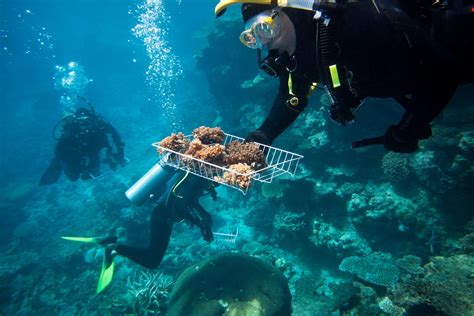 Australia Wrestles With Saving the Great Barrier Reef - Bloomberg