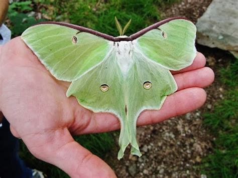 7 Luna Moth Symbolism and Spiritual Meaning in 2022