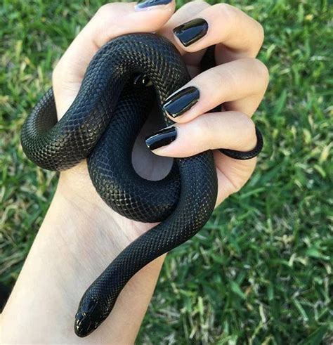 #Snakey: Mexican black kingsnake #mexicanblackkingsnake #mexicanblackking #kingsnake | Cute ...