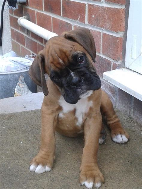 Baby Black Boxer Puppies