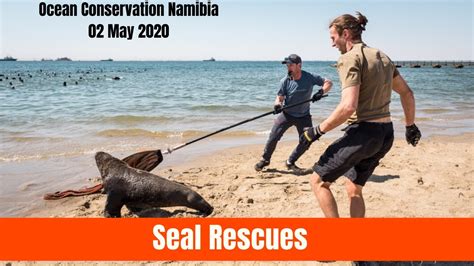 6 SEALS RESCUED - YouTube