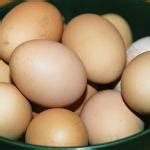 Egg Allergy in Children Symptoms and Prevention