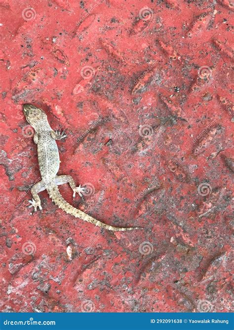 Lizard on the Red Metal Floor, Closeup of Photo. Stock Photo - Image of coral, animal: 292091638