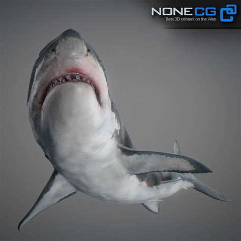 Animated Great White Shark | CGTrader