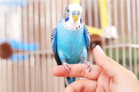 Can Budgies Talk? Do They Mimic Human Speeches?