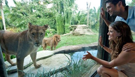 Animals of Bali | Birds and reptiles Park, Bali zoo