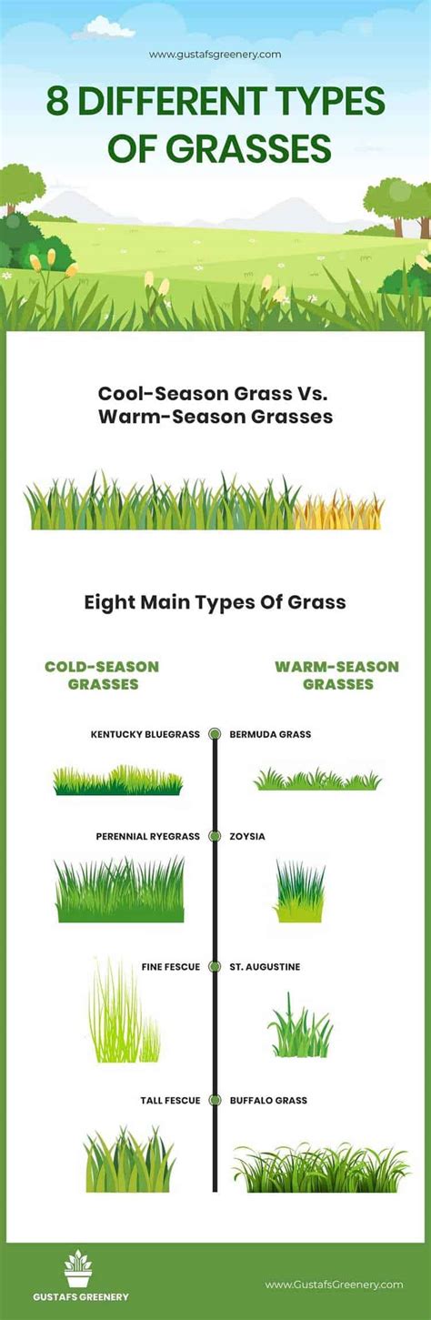 Understanding The 8 Main Grass Types