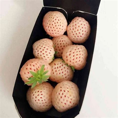 Rare White Strawberry Seeds, 300pcs/pack – GreenSeedGarden