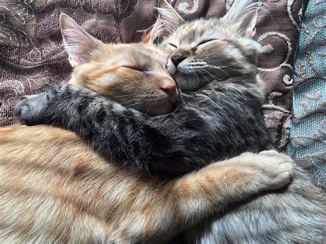 These Two Kittens Are So In Love, They Cannot Hold Their Feelings Anymore | Bored Panda