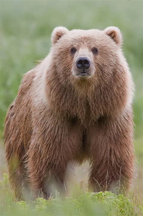 16 Facts About Kodiak bear | FactSnippet