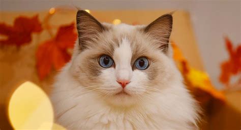 Blue Bicolor Ragdoll - Will This Ragdoll Cat Suit Your Home?