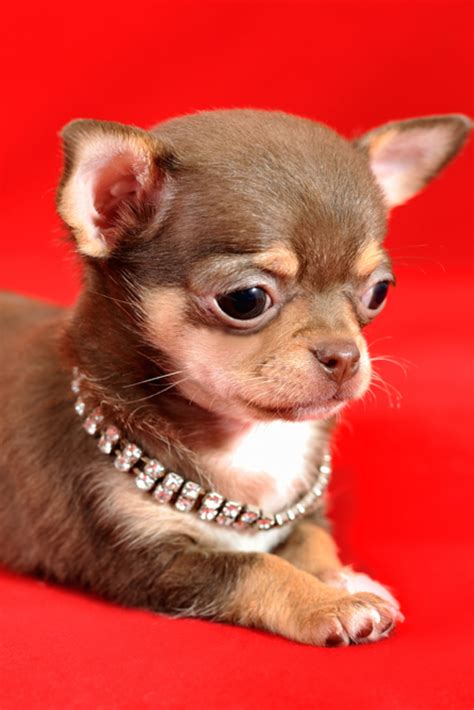 Chihuahua Pomeranian Mix Short Hair - Pets Lovers