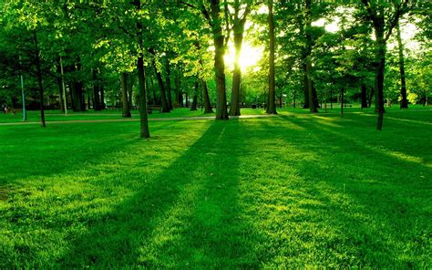 NATURALEZA | Green nature wallpaper, Green nature, Nature desktop wallpaper