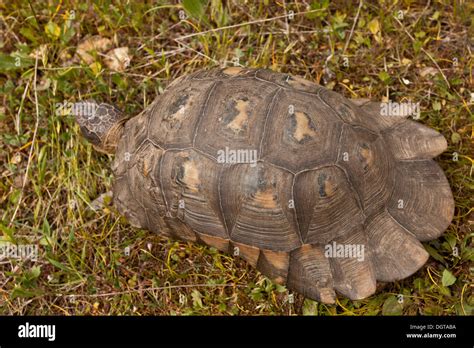 Adult marginated tortoise, Testudo marginata on grassland, peloponnese ...