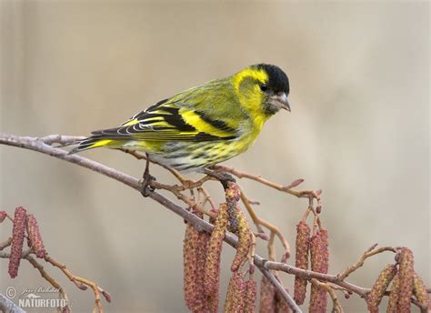 Siskin Photos, Siskin Images, Nature Wildlife Pictures | NaturePhoto