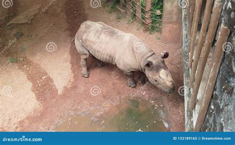 Large Hippo Underwater In San Diego Zoo Animal Habitat Enclosure ...