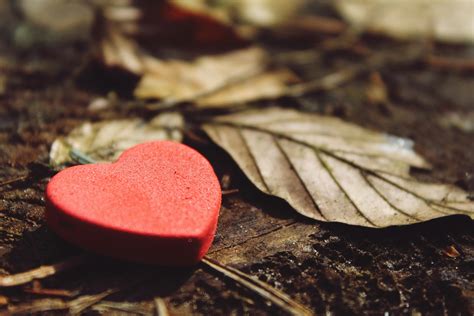 Close-up of Heart Shape · Free Stock Photo