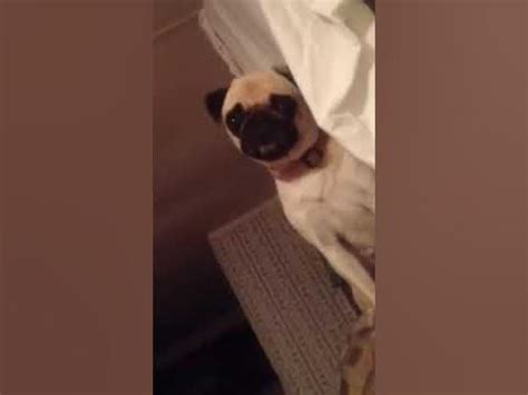 Pug barking at nothing - YouTube