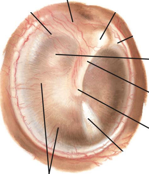 Tympanic membrane anatomy Diagram | Quizlet