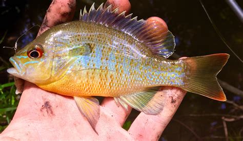 Sunfish are so beautiful : r/Fishing