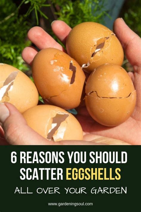 6 Reasons You Should Scatter Eggshells All Over Your Garden in 2020 ...