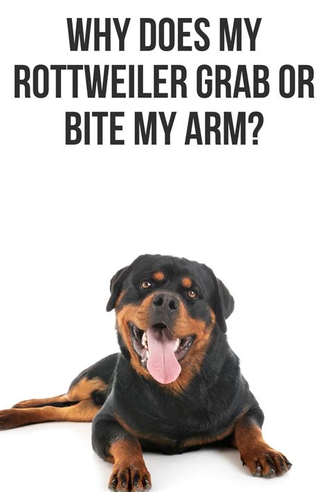 Why does my Rottweiler grab or bite my arm? | Rottweiler, Dog names, All about puppies