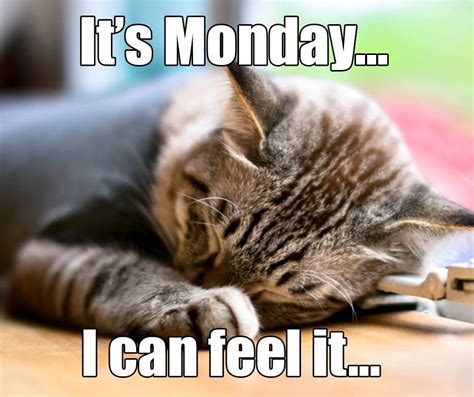 It’s Monday… I can feel it… #MondayBlues #PetPoolWarehouse | Good morning funny pictures, Cute ...