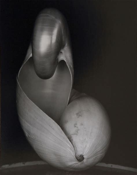 Home - edward-weston.com | Edward weston, Still life photography ...