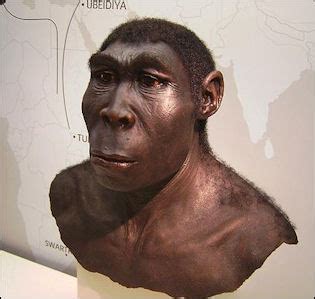 HOMO ERECTUS: BODY FEATURES, DEVELOPMENTS AND SKILLS | Facts and Details