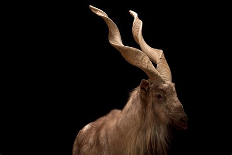 See Animals With Impressive Horns, Antlers, and Other Headgear