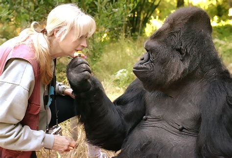 Kalifornien: Gorilla Koko gestorben - DER SPIEGEL