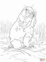 Black Tailed Prairie Dog coloring Page  Free Printable Coloring Pages sketch template