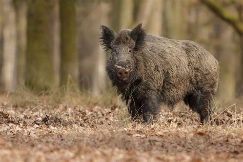 Hybrid 'super pigs' are invading the US after running wild in Canad...