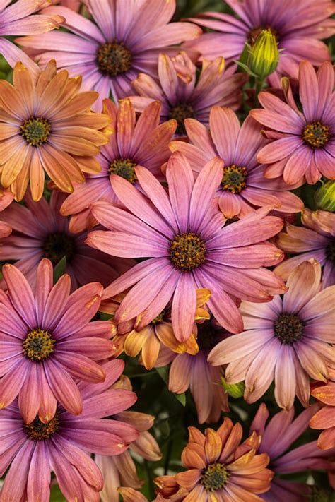 27 Best Fall Flowers - Blooms for Your Autumn Garden | Proven Winners