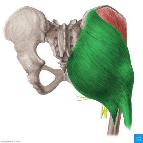 Gluteus maximus muscle - Musculus gluteus maximus | Anatomy, Muscle ...