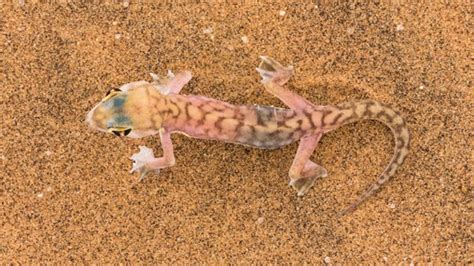 6 desert-adapted species of the Namib - Africa Geographic