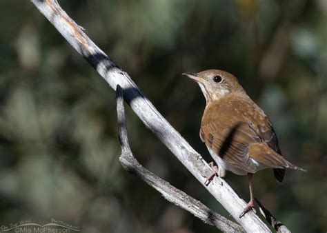 Utah Bird Records Committee - Sighting Record