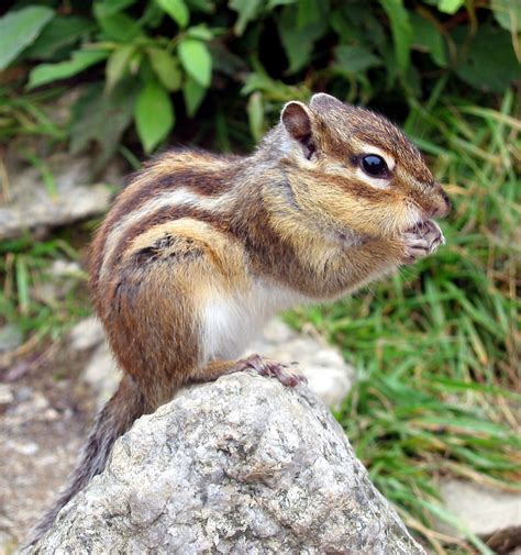 Chipmunks — All Creatures Wildlife Services