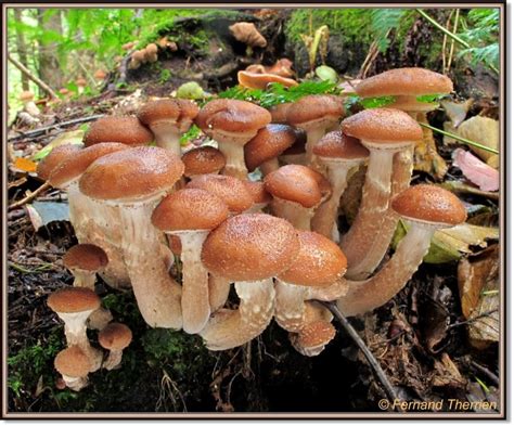 Armillaria ostoyae s.l. / Armillaire commun (= Armillaire d'Ostoya ...