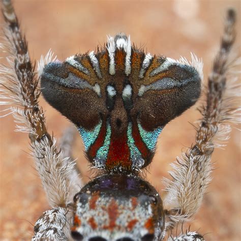 7266-2 peacock spider Maratus icarus | for details of this a… | Flickr